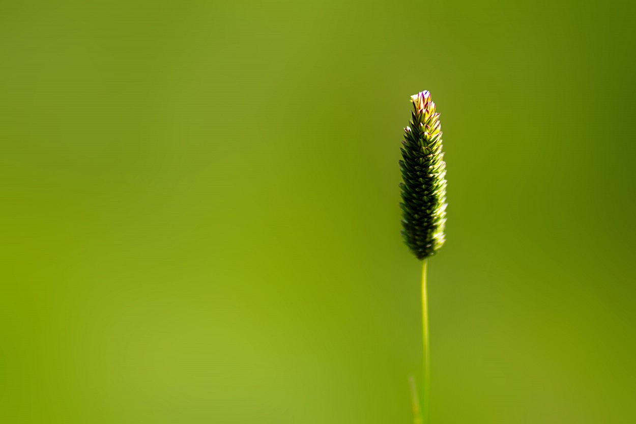 Verde Solitud