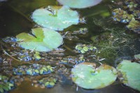 SOBRE EL AGUA