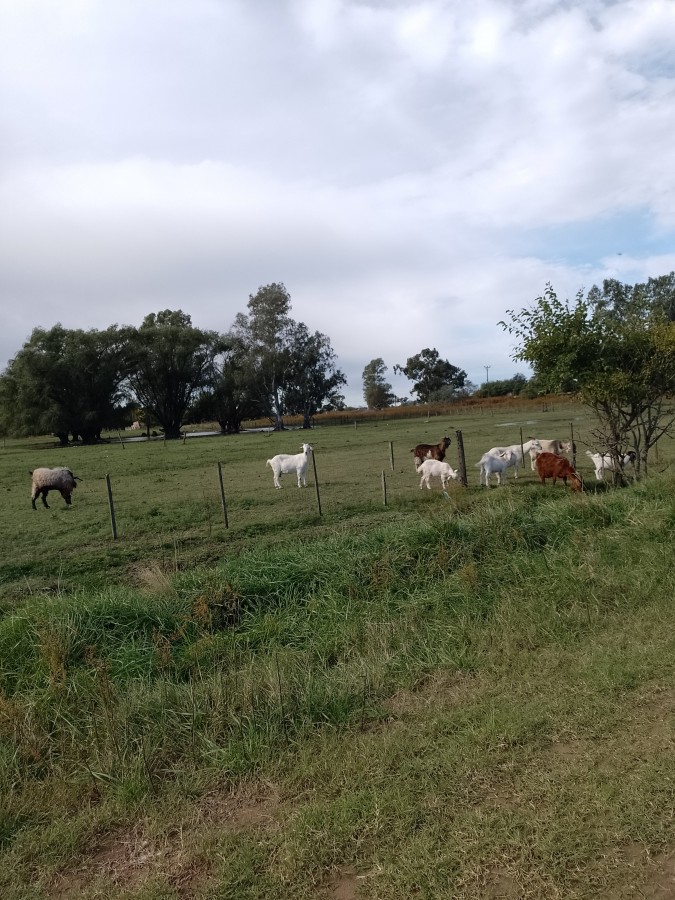 En el campo