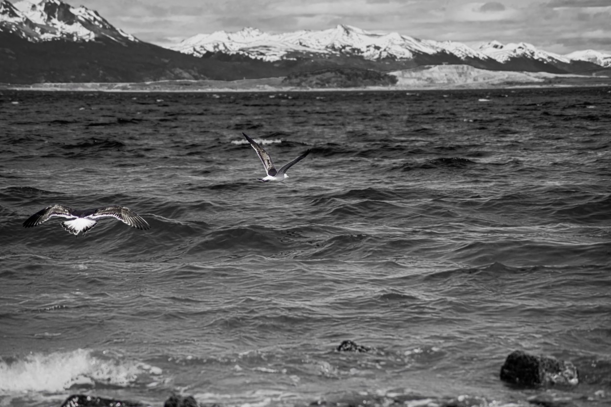 Aves en vuelo