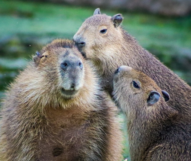 Familia