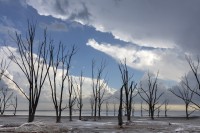 Arboles Epecuen