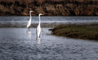 Las garzas curiosas...