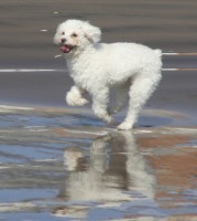 Jugando en la playa