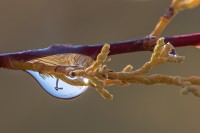 Gota de agua