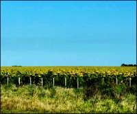 Campos de girasoles...