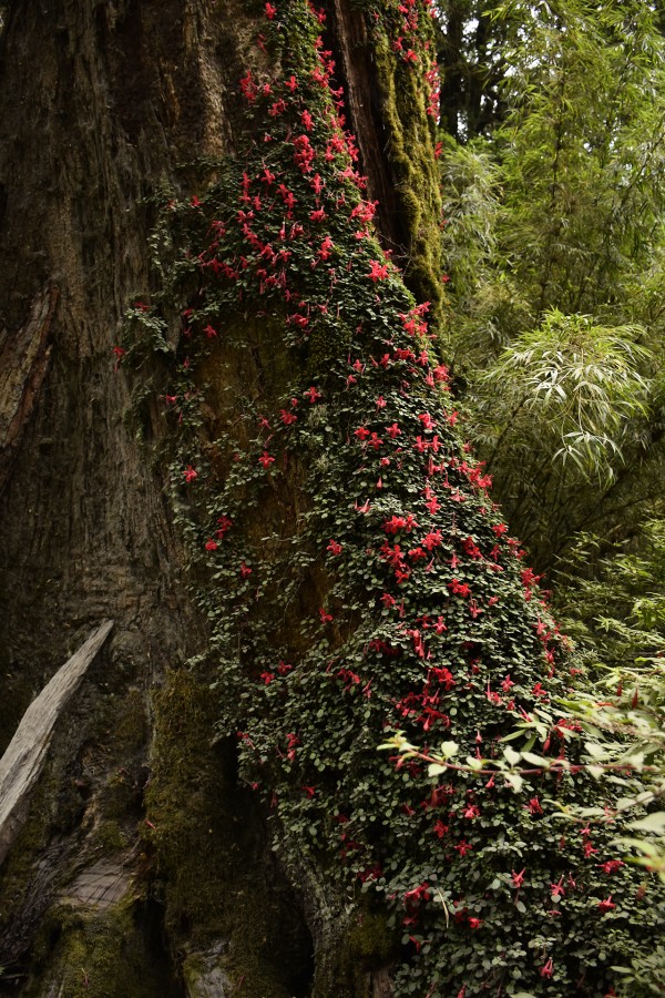 Sobre la corteza de un arbol