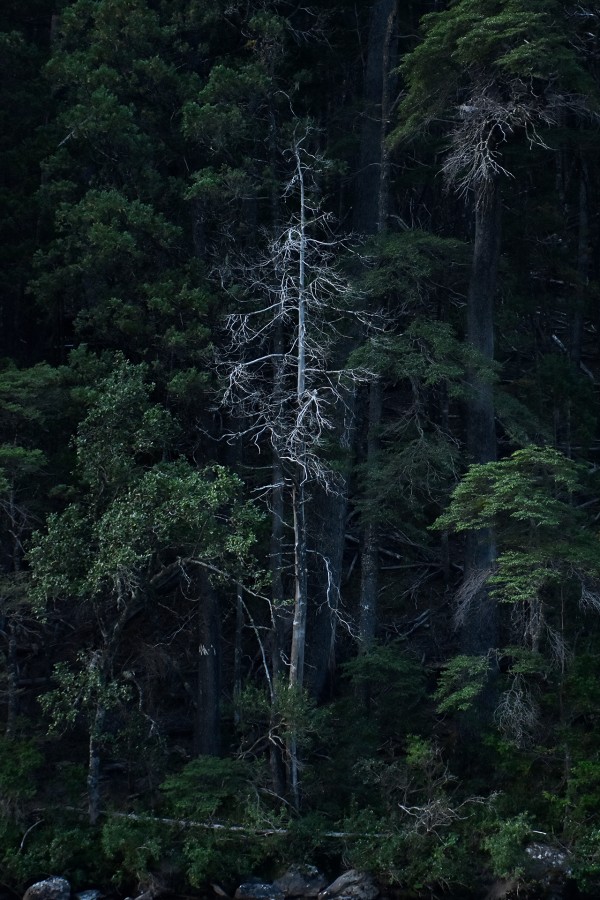 Retrato de un arbol muerto