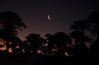 Araucarias al atardecer