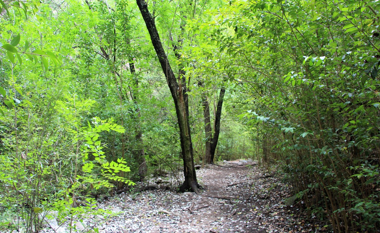 ` SENDA EN EL BOSQUE `