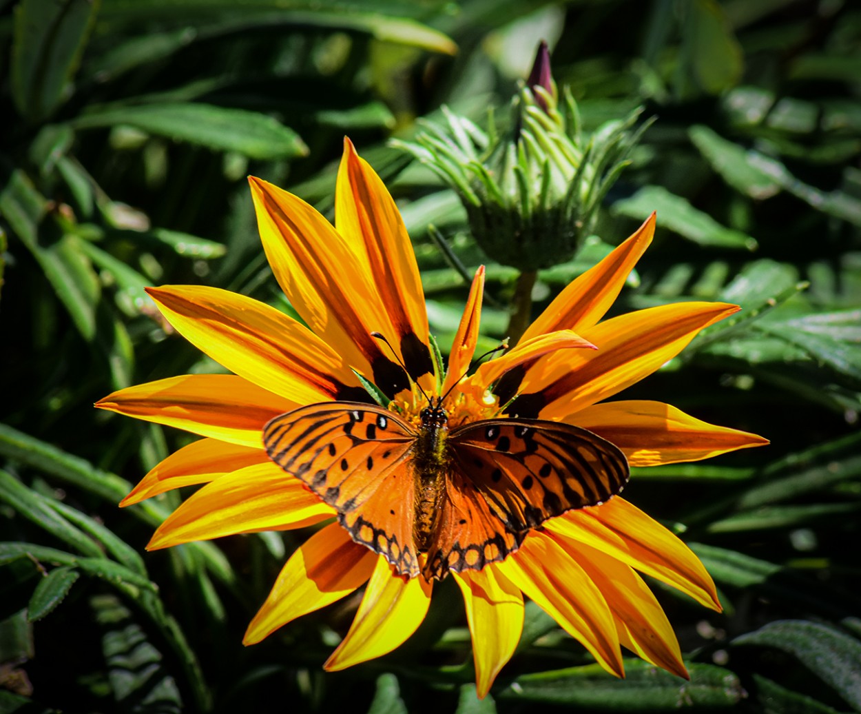 Gazania