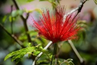 Plumerillo rojo