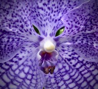 vanda expresiva