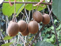 Kiwis