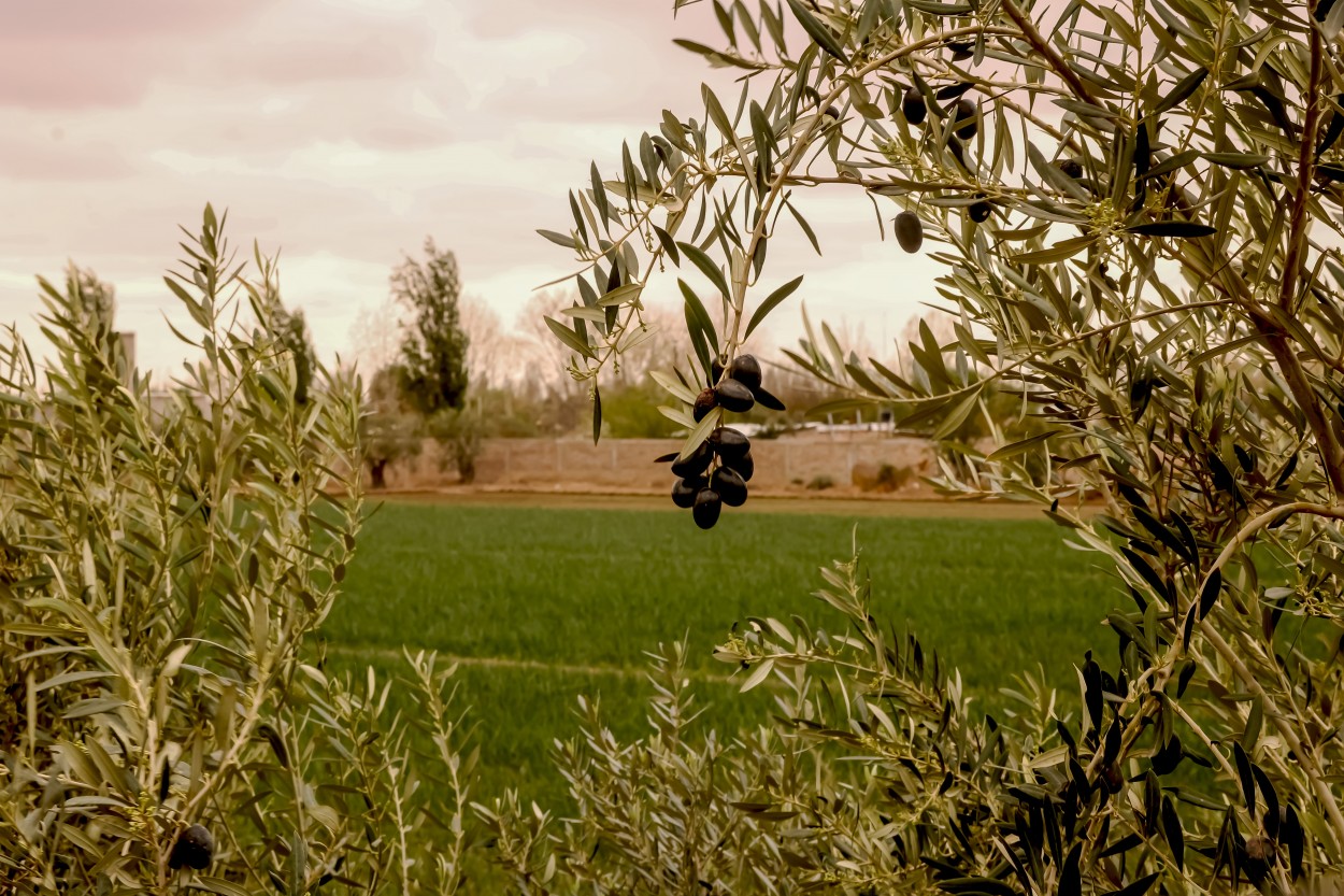 Encuadre olivar