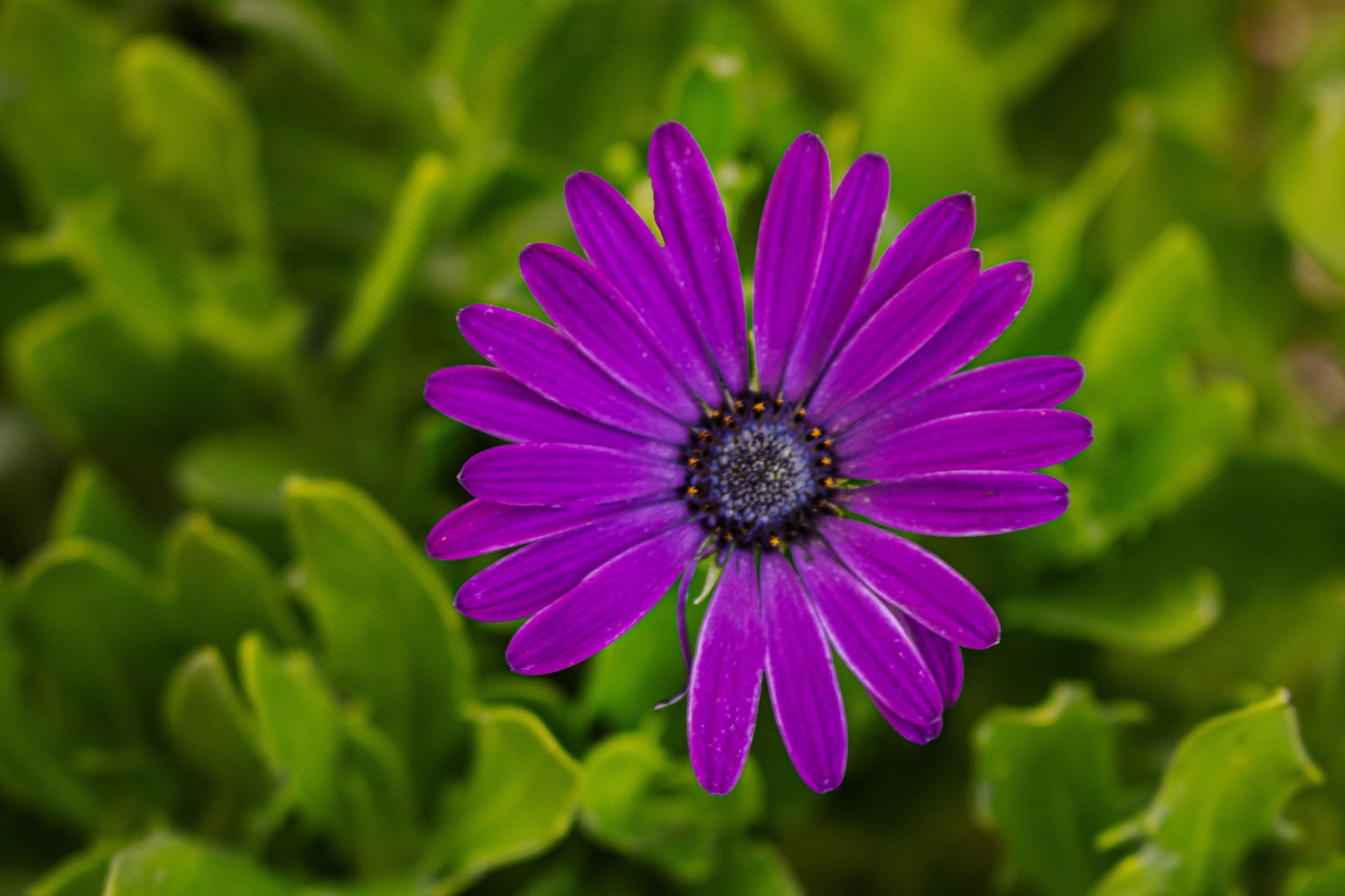 Flor de color k`ulli (aymara)