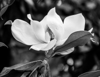 Magnolia