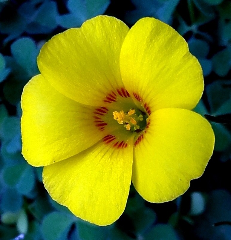 Treboles Agrios o Vinagreras (Gnero Oxalis)