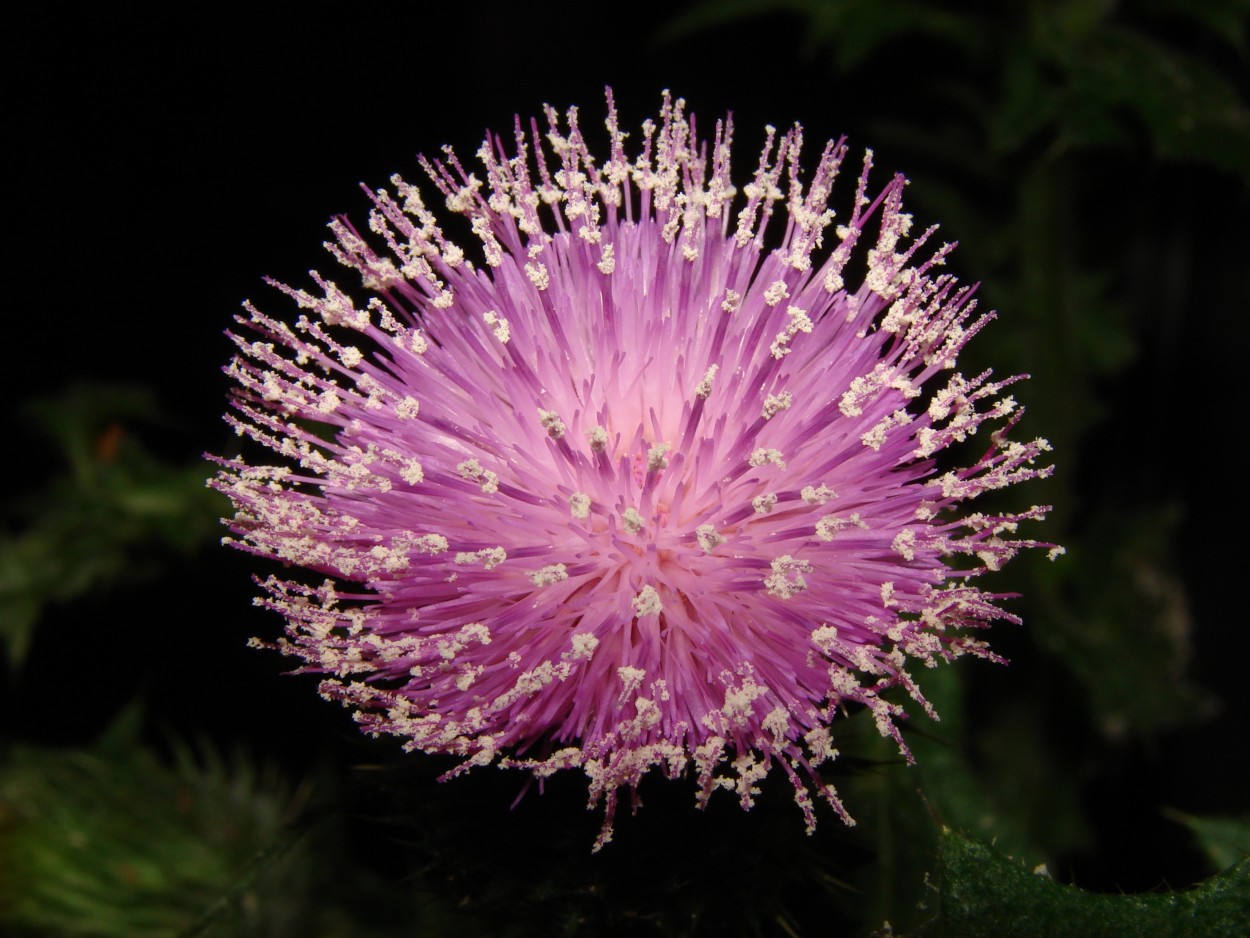 Cardo Comn (Cirsium vulgare)