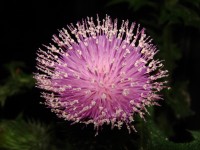 Cardo Comn (Cirsium vulgare)