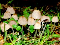 SOMBRILLITAS (Coprinellus disseminatus)