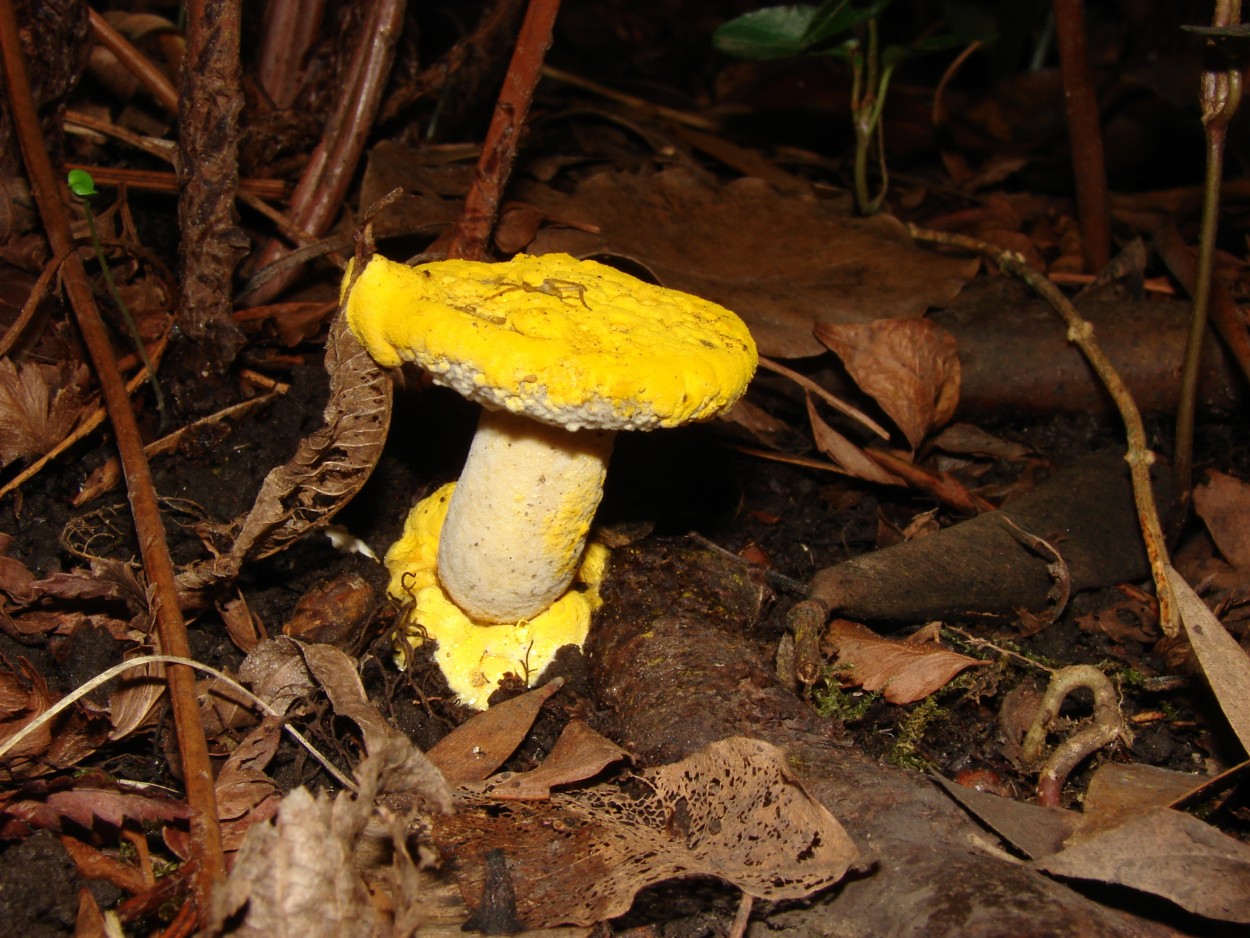 HONGO (Gnero Hipomyces)