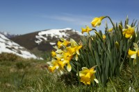 Narcisos de montaa