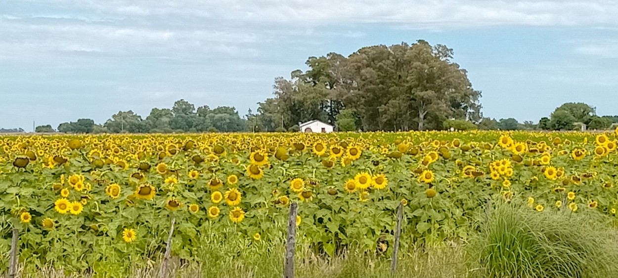 Girasoles de Beguerie