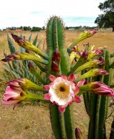 CAATUS MIL FLORES