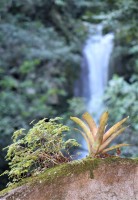 Cascada en bromelia