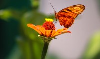 MARIPOSA DE LA YERBABUENA