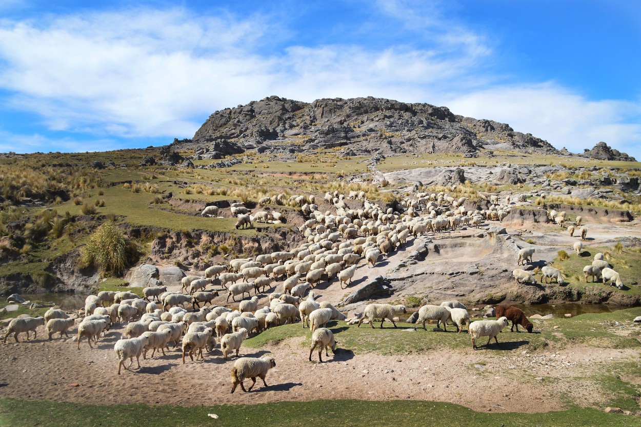 ovejas en las sierras