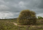 El rbol y el camino