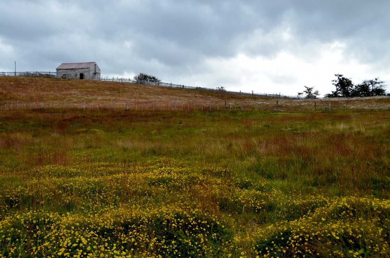 La pradera