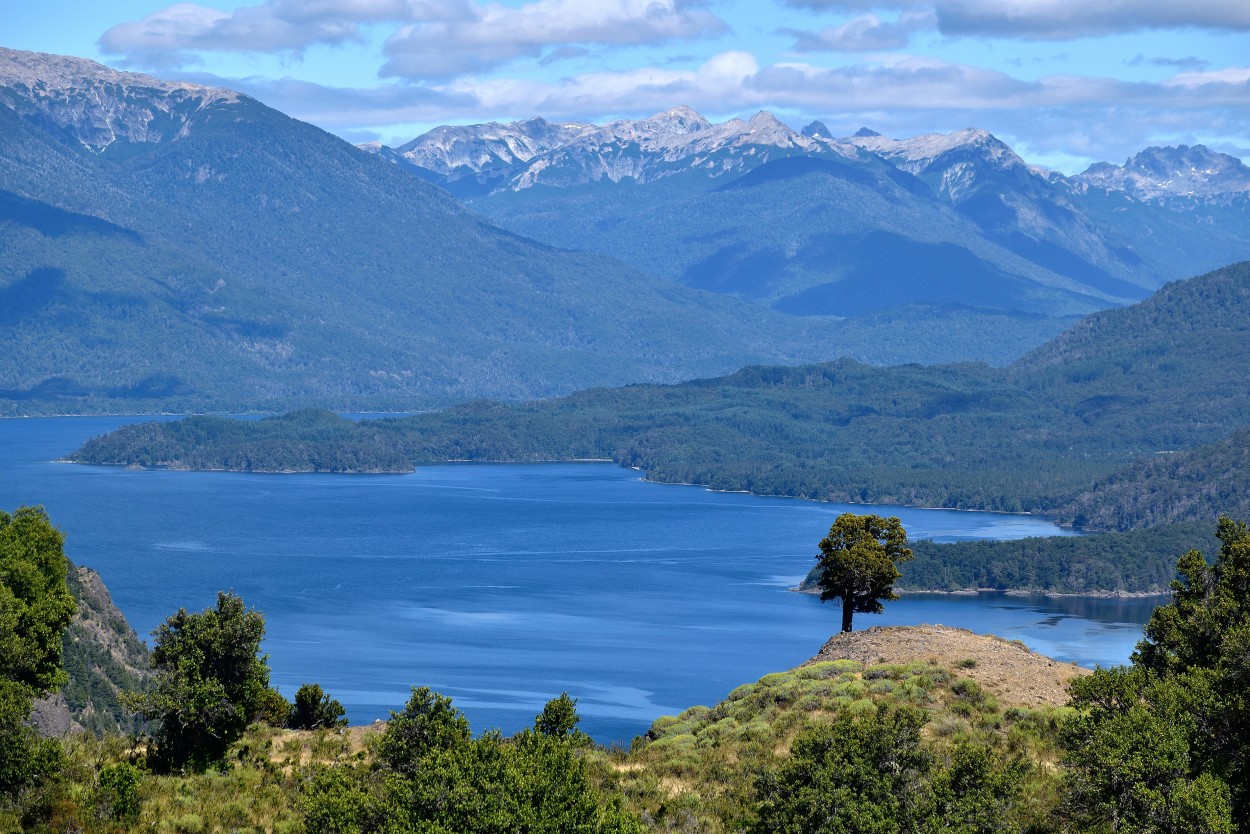 Arbol Bandera