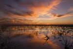 Reflejos del pantano