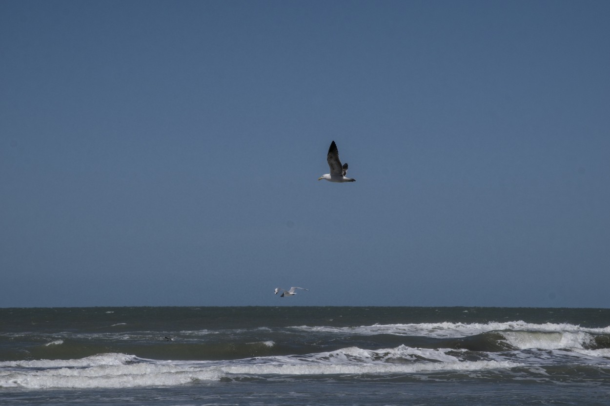 Volando sobre las olas