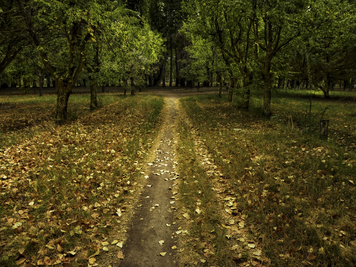 Caminata por el parque