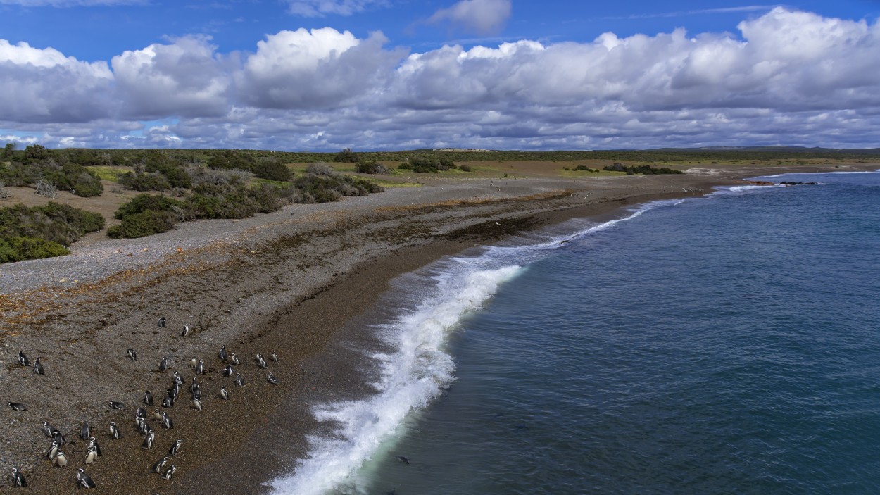 Punta Tombo