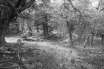 Bosque patagnico en ByN