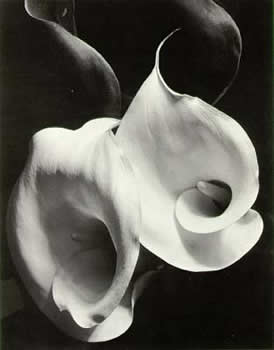 Imogen Cunningham