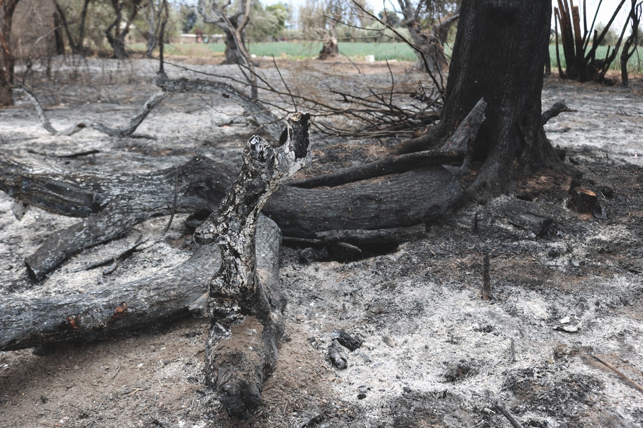 "Incendio negligente en zona rural" de Rubn Alejandro Yonzo