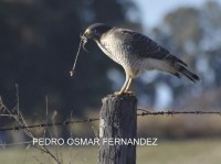 Pedro Osmar Fernandez