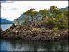 Vegetacin en el escorial de lava - Lago Epulafquen