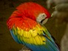 Guacamaya