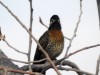 pajaro carpintero