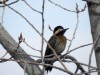 pajaro carpintero