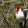 cardenal