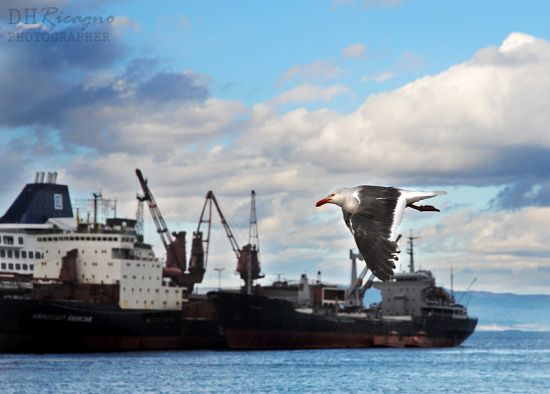 "Bahia puerto de Ushuaia" de Daniel Ricagno