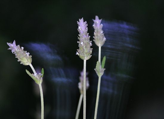 "Perfume de lavanda" de Juan Di Liscia